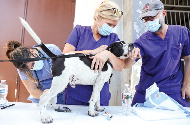 Homelessness and Pet Ownership: The ElleVet Project Offers Much Needed Medical Care to Vulnerable Pets – yahoo.com