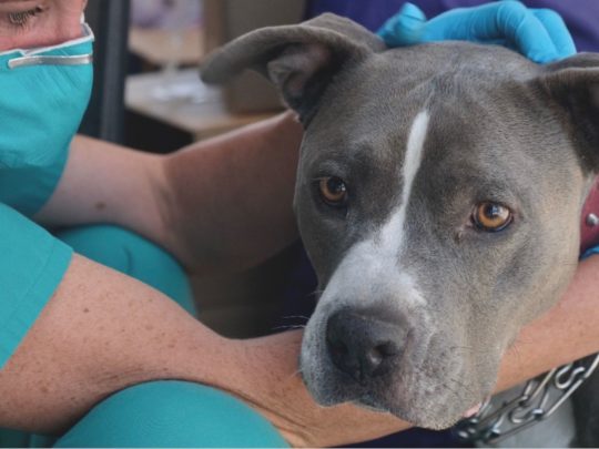 Dog being held by vet