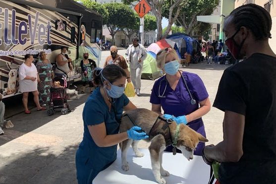 Free Medical Care to Pets of the Homeless – Welum