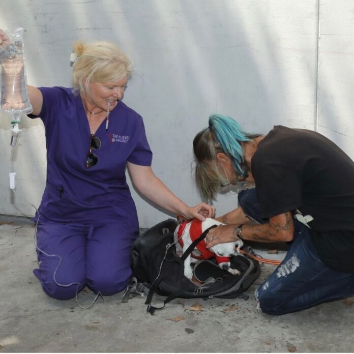 The ElleVet Project Provides Free Veterinary Care for Homeless Pets – enspire